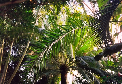 Krohn Conservatory